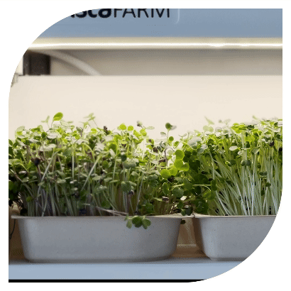 Urban Farming Nutritional Powerhouse - Fair Hill Farm