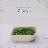 Micro Arugula - 9 Tray Pack