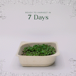 Easy grow Organic Arugula Microgreen Seeds with soil kit