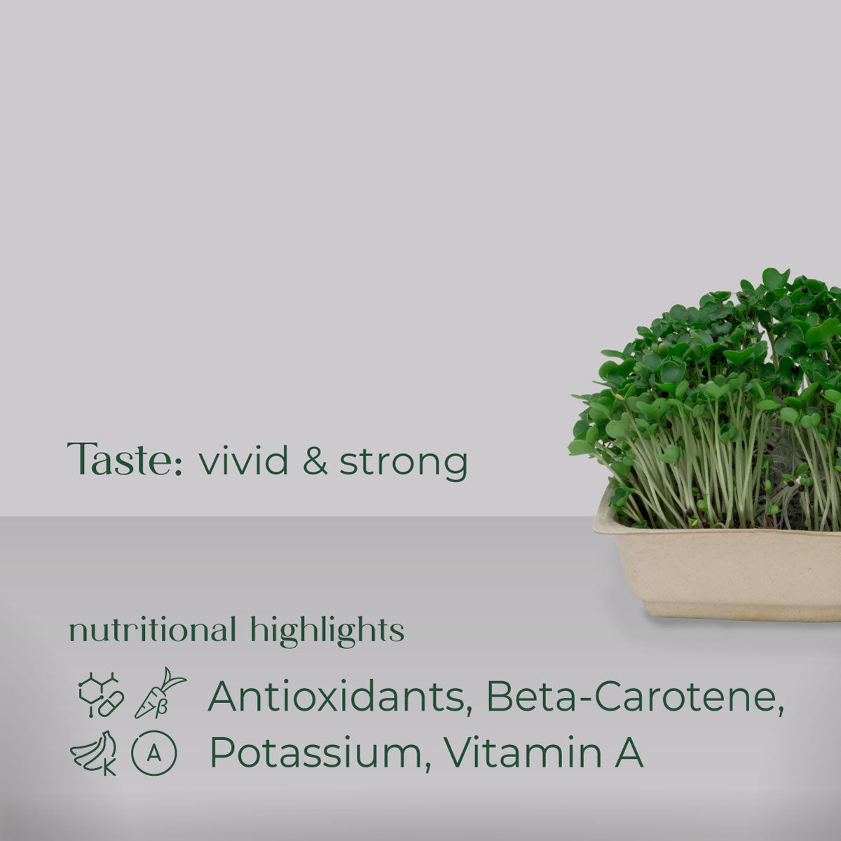 Arugula Microgreen Grow Nutrition