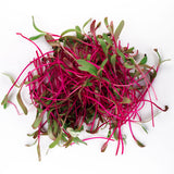 Organic Red Beet Microgreen handful