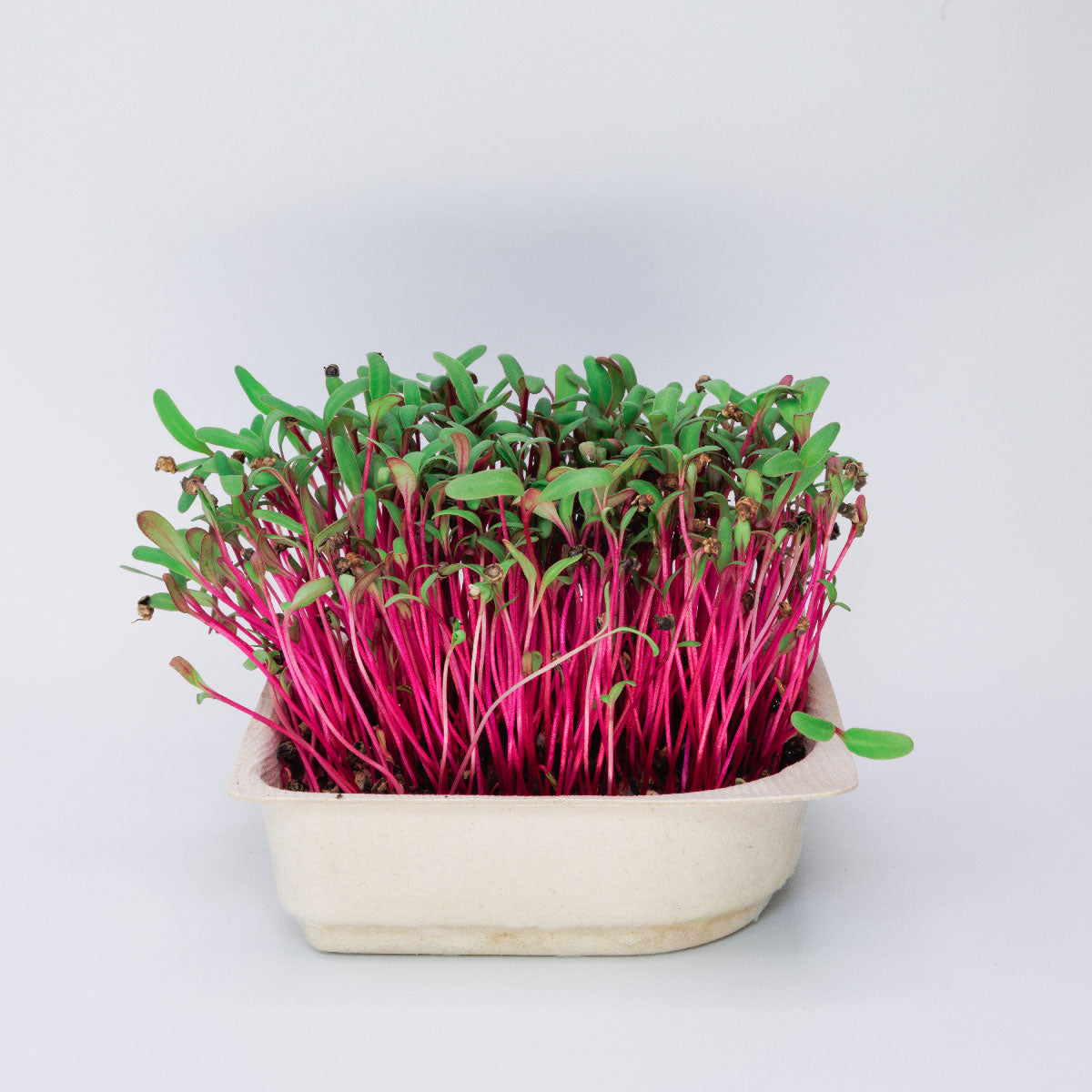 beautiful Organic Red Beet Microgreen