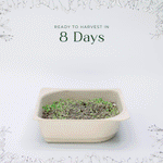 Easy to grow Red Beet Microgreen seed and soil kit