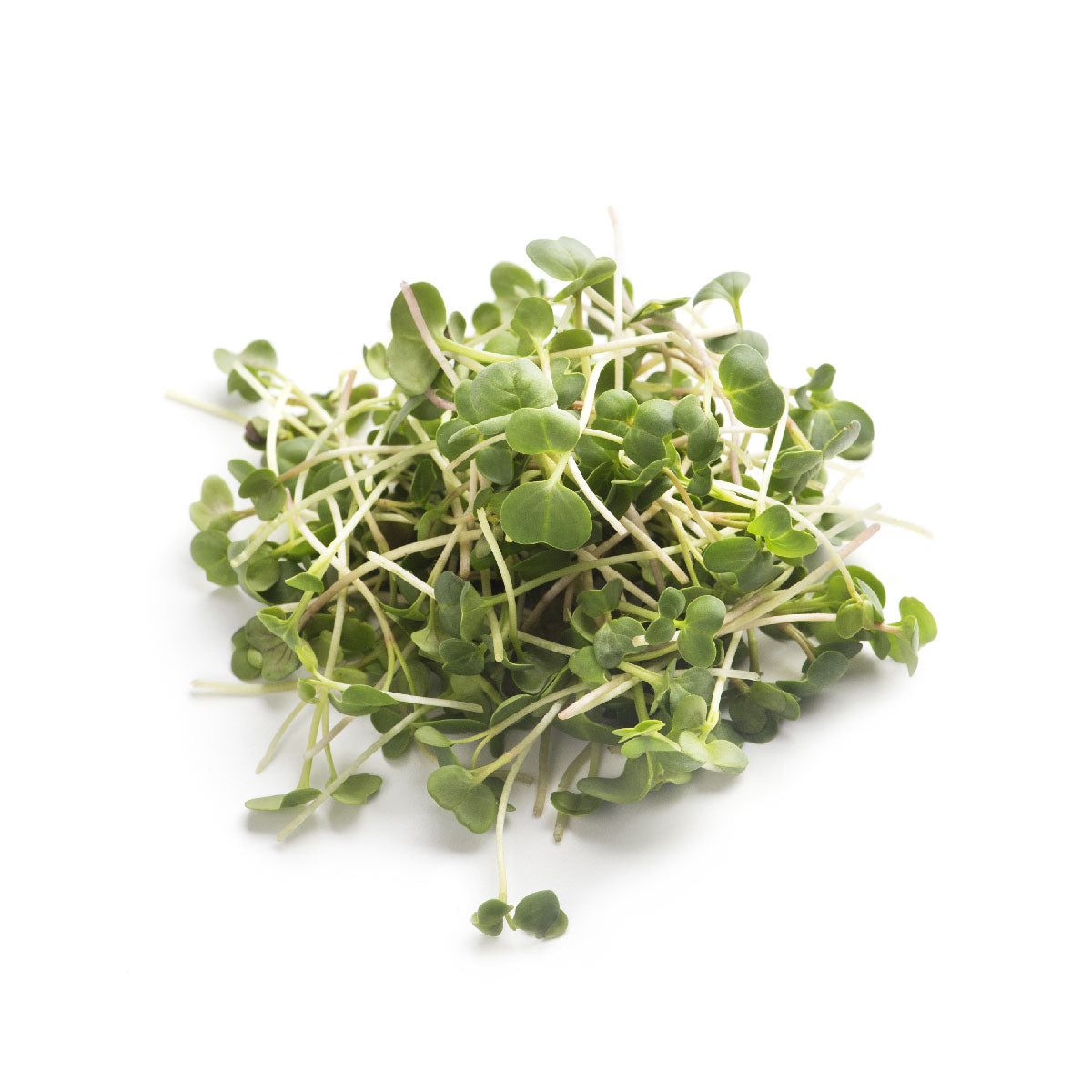 Fresh Organic Broccoli Microgreen Pile