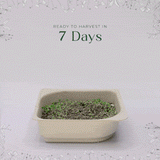 Micro Broccoli - 9 Tray Pack