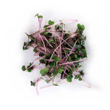 Micro Red Cabbage - Commercial Tray 4 Pack