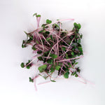 Easy grow Organic Red Cabbage Microgreen pile