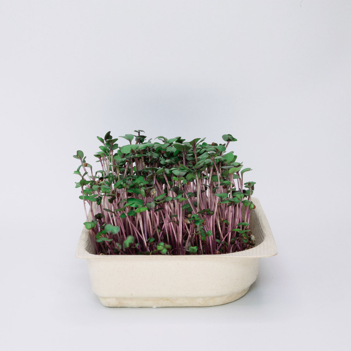 Easy grow Organic Red Cabbage Micro green Seed and Soil Kit