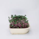 Easy grow Organic Red Cabbage Micro green Seed and Soil Kit