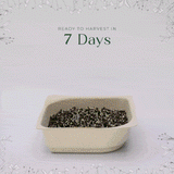 Micro Chia - 9 Tray Pack