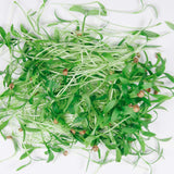 Herb Bundle -9 Tray Pack (ClassWallet)