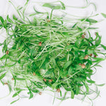 Cilantro Microgreen pile