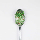 Micro Cilantro - Commercial Tray 4 Pack