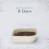 Micro Dill - 9 Tray Pack