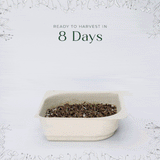 Micro Dill - 9 Tray Pack