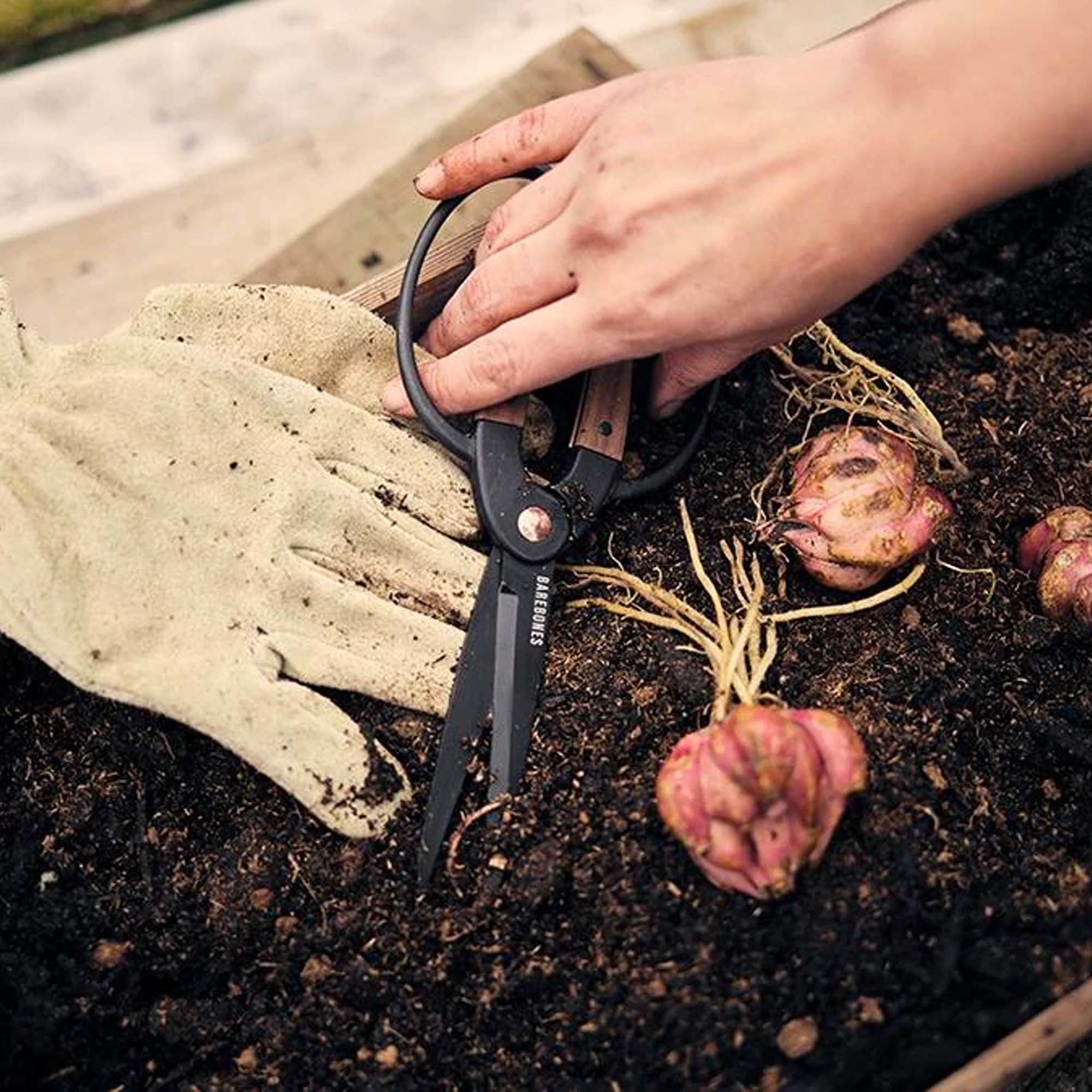 Harvest Scissors