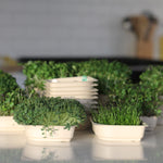 Easy grow Organic Microgreens Seed and Soil Kit