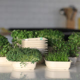 Easy grow Organic Microgreens Seed and Soil Kit