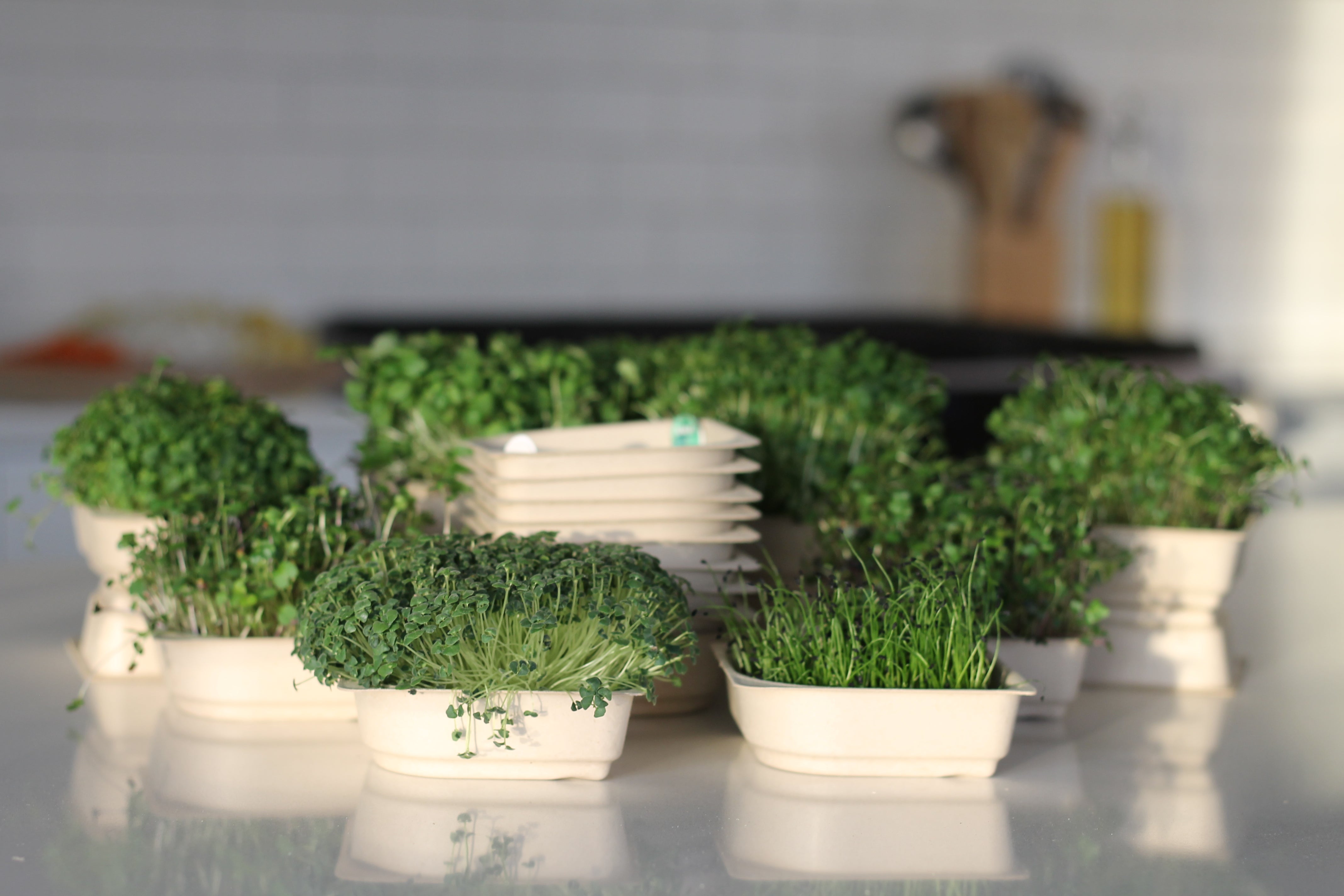 Easy grow Organic Microgreens Seed and Soil Kit