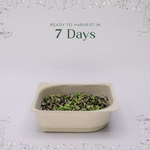 Easy Organic Kale Microgreen Seed & Soil Kit