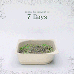 Easy grow Organic Kohlrabi Microgreen Seed and Soil Kit