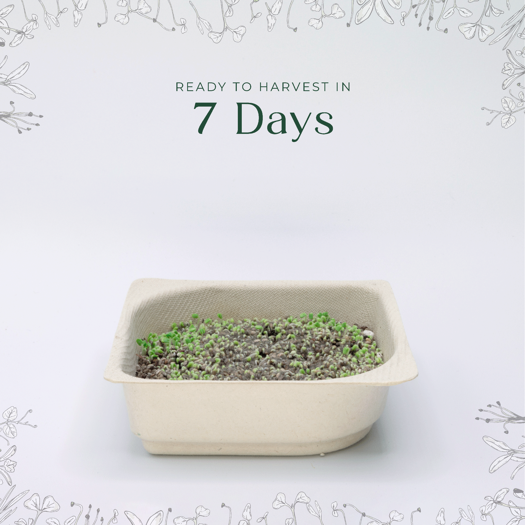Easy grow Organic Kohlrabi Microgreen Seed and Soil Kit