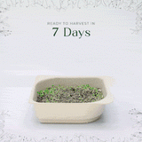 Micro Kohlrabi - 9 Tray Pack