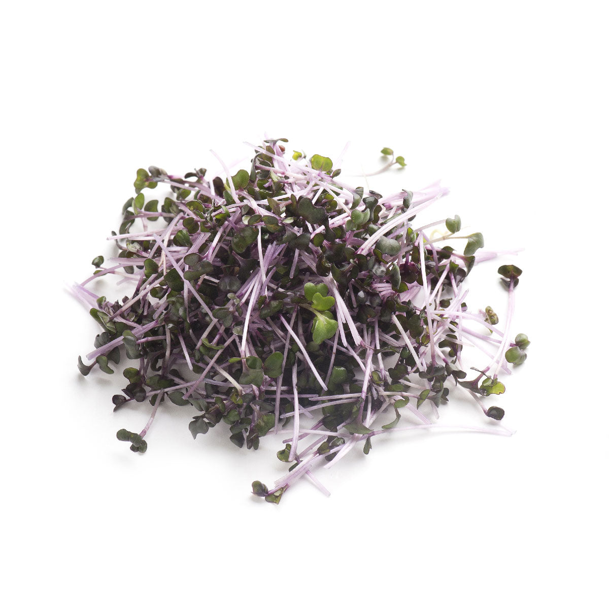 Fresh Organic Kohlrabi Microgreen Pile