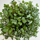 Micro Kohlrabi - 9 Tray Pack