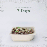 Micro Peas - 9 Tray Pack
