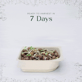 Micro Peas - 9 Tray Pack