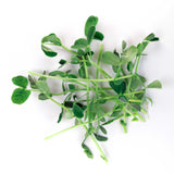 Micro Peas - 9 Tray Pack