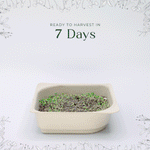 Easy grow Organic Radish Microgreen Seed and Soil Kit