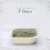 Micro Radish - 9 Tray Pack
