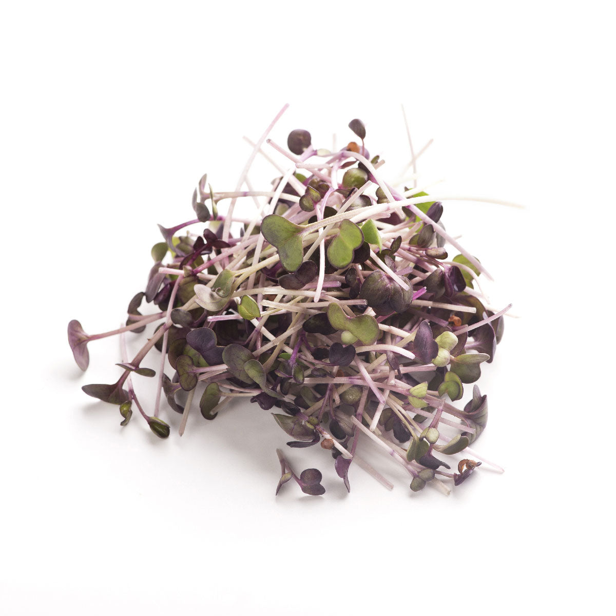 Fresh Organic Radish Microgreen Pile