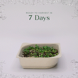 Easy Organic Salad Micro green blend seeds with soil kit