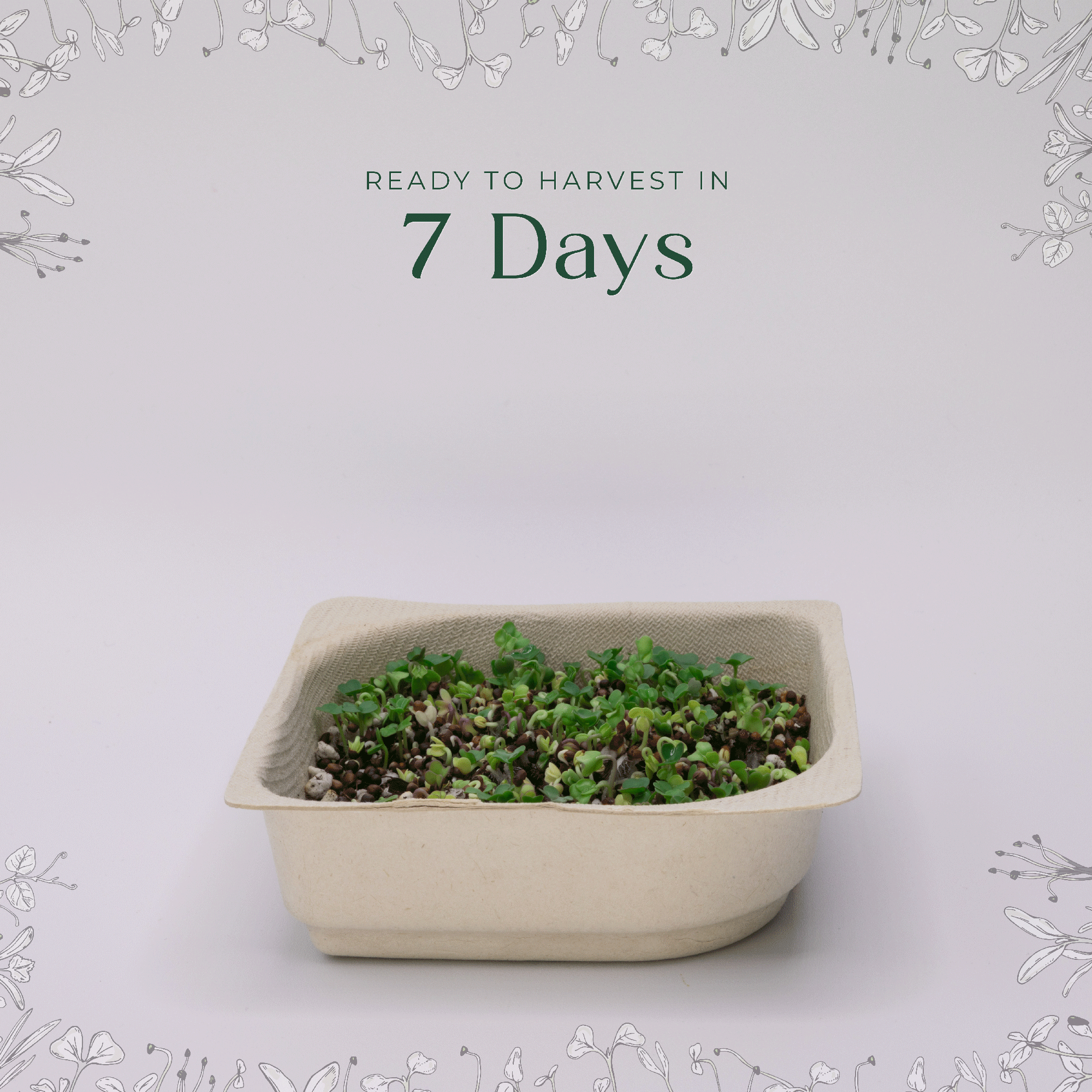 Easy Organic Salad Micro green blend seeds with soil kit