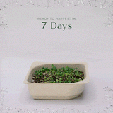 Micro Salad Blend - 9 Tray Pack