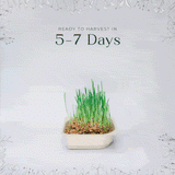 Micro Wheat Grass - 9 Tray Pack