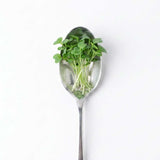 Micro Arugula - Commercial Tray 4 Pack