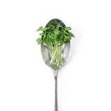 Micro Arugula - Commercial Tray