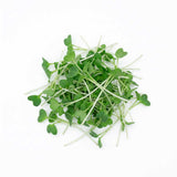 Micro Arugula - Commercial Tray 4 Pack