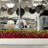 Micro Red Beets - Commercial Tray 4 Pack