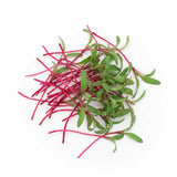 Micro Red Beets - Commercial Tray