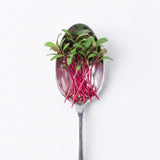 Micro Red Beets - Commercial Tray 4 Pack