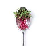 Micro Red Beets - Commercial Tray