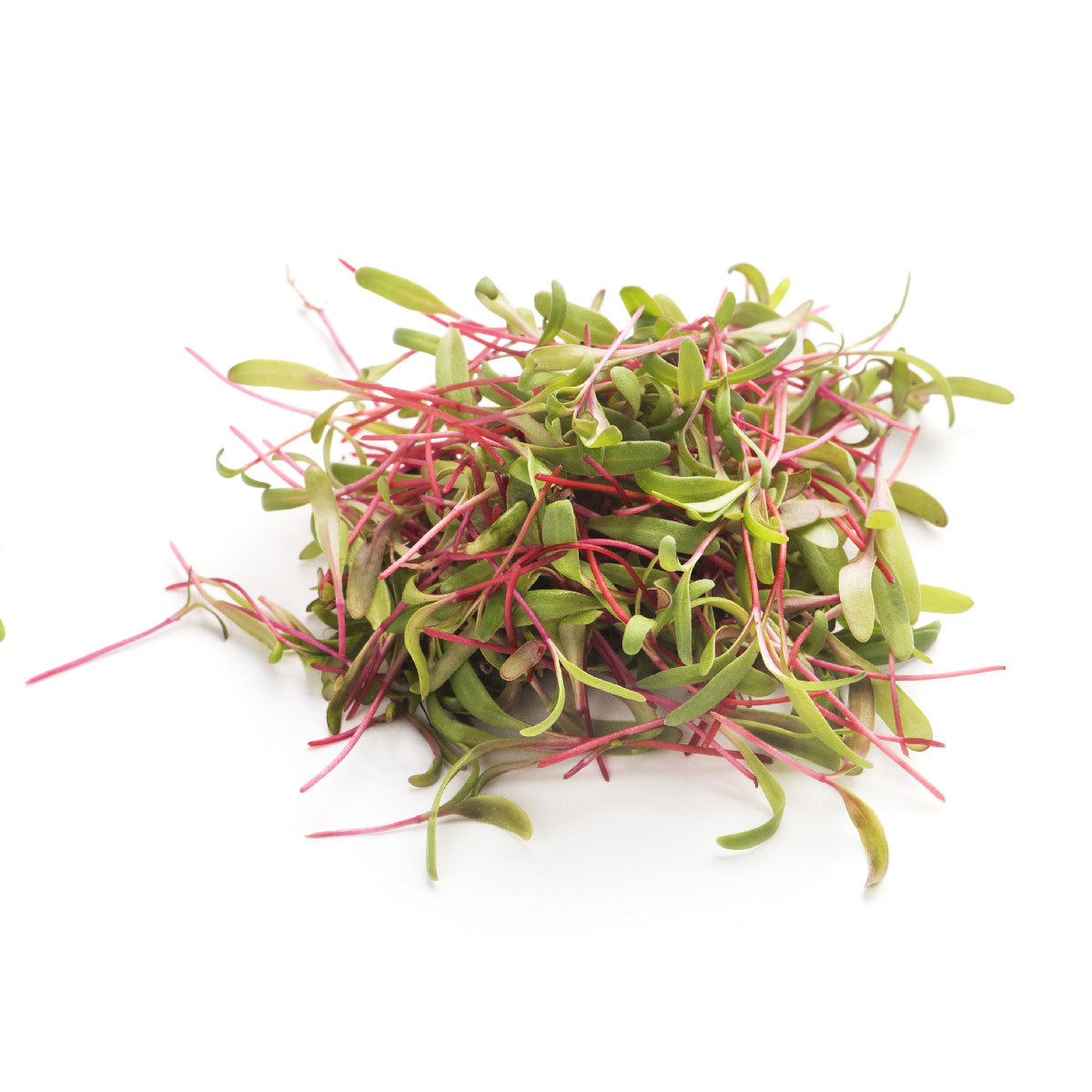 fresh Red beet microgreen pile