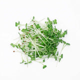 Micro Broccoli - Commercial Tray 4 Pack