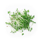 Micro Broccoli - Commercial Tray