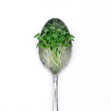 Micro Broccoli - Commercial Tray 4 Pack